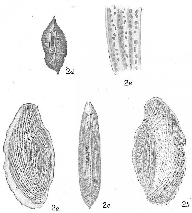Triloculina rupertiana Triloculina rupertiana