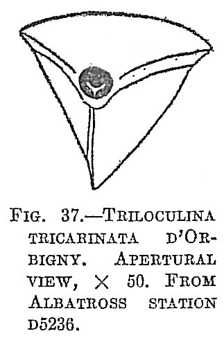 Triloculina tricarinata Triloculina tricarinata