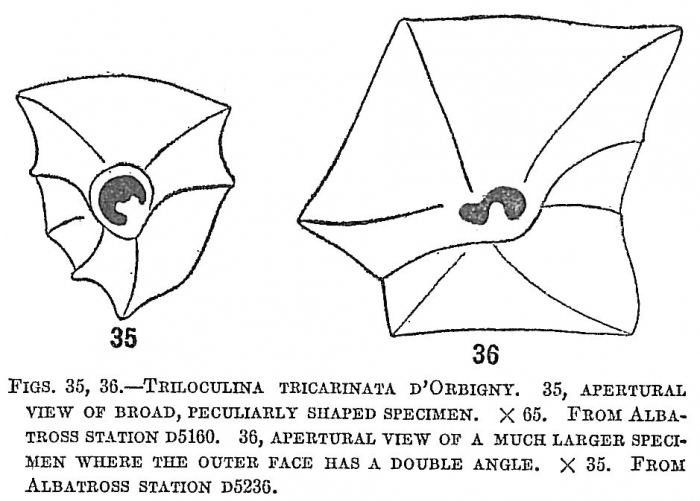 Triloculina tricarinata Triloculina tricarinata