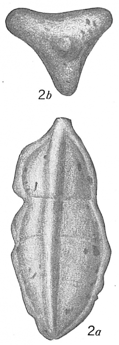 Tritaxia tricarinata Tritaxia tricarinata