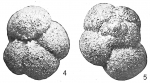 Protozoa