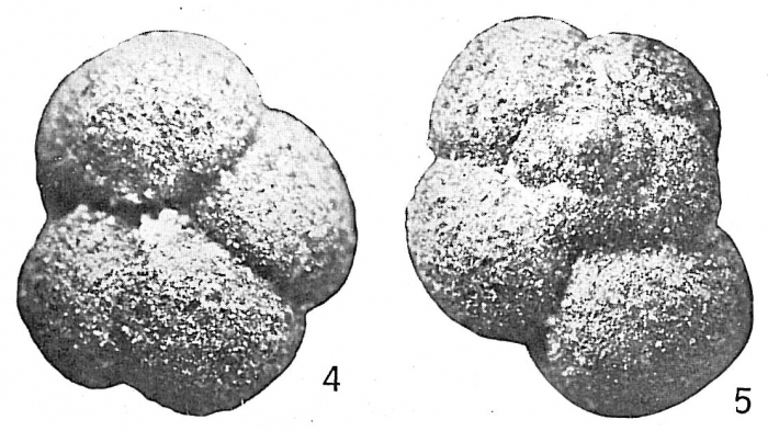 Trochammina globigeriniformis Trochammina globigeriniformis