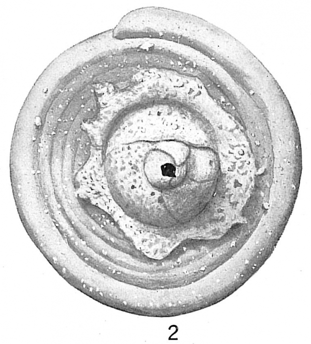 Trochammina squamata Trochammina squamata