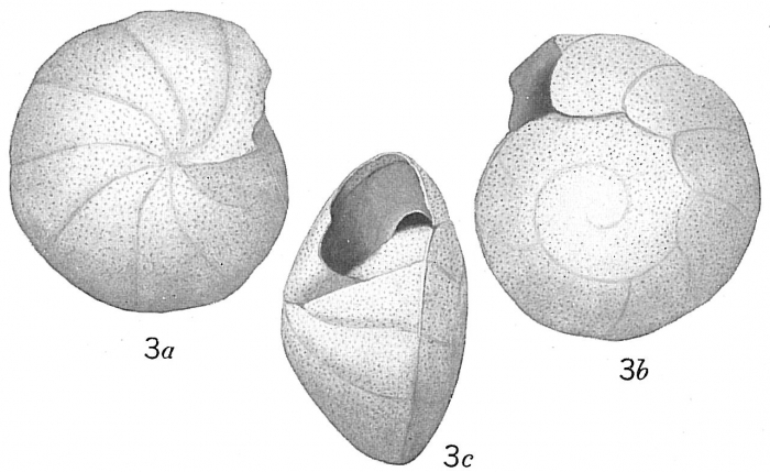 Truncatulina haidingerii Truncatulina haidingerii