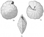 Truncatulina margaritifera