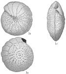 Truncatulina margaritifera