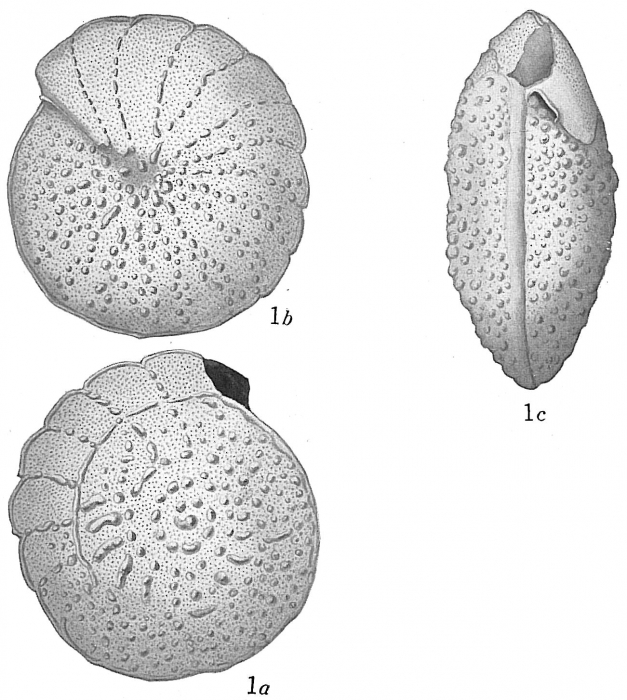 Truncatulina margaritifera Truncatulina margaritifera
