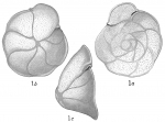 Truncatulina refulgens