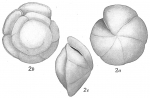 Truncatulina tenera