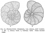 Truncatulina ungeriana ornata