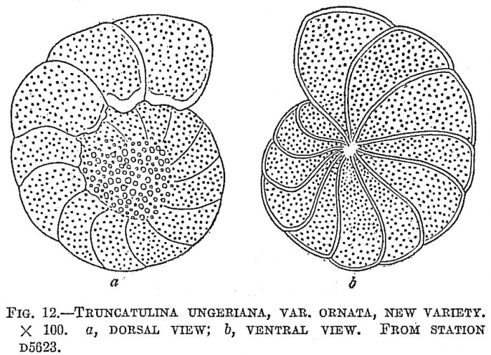 Truncatulina ungeriana ornata Truncatulina ungeriana ornata