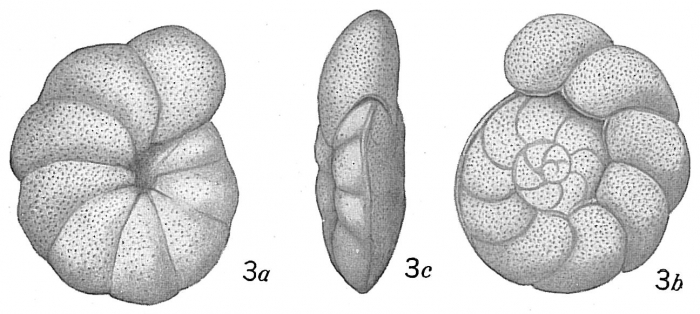 Truncatulina ungeriana Truncatulina ungeriana