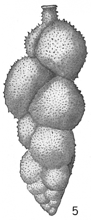 Uvigerina asperula Uvigerina asperula