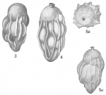 Uvigerina schwageri