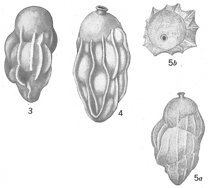 Uvigerina schwageri Uvigerina schwageri