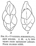 Uvigerina scrobiculata
