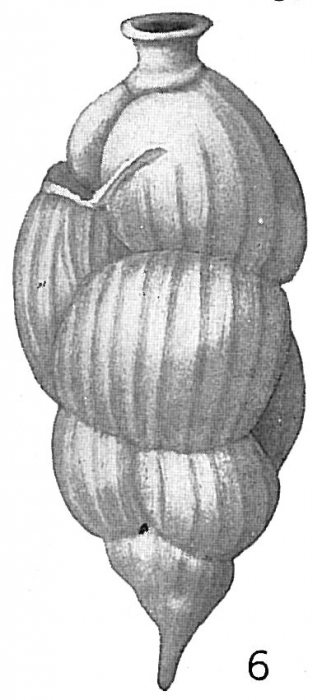 Uvigerina striata Uvigerina striata