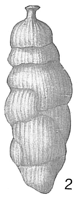 Uvigerina tenuistriata Uvigerina tenuistriata