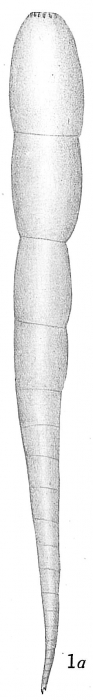 Vaginulina acicula Vaginulina acicula