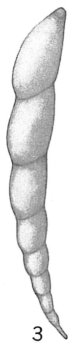Vaginulina legumen Vaginulina legumen