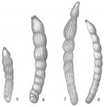 Vaginulina linearis