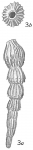 Vaginulina protumida