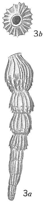 Vaginulina protumida Vaginulina protumida