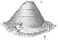 Chromista - Foraminifera (foraminifers)