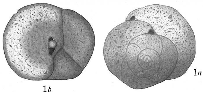 Valvulina fusca Valvulina fusca