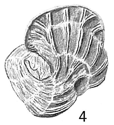 Vertebralina striata reticulosa Vertebralina striata reticulosa