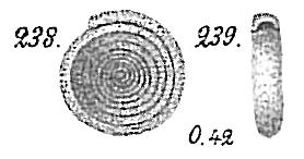 Ammodiscus incertus Ammodiscus incertus