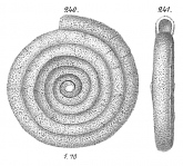 Ammodiscus tenuis Goës 1894 not Brady = Ammodiscus intermedius Höglund, 1947, author: Cedhagen, Tomas