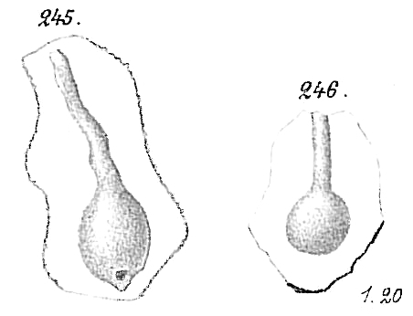 Ammolagena clavata Ammolagena clavata