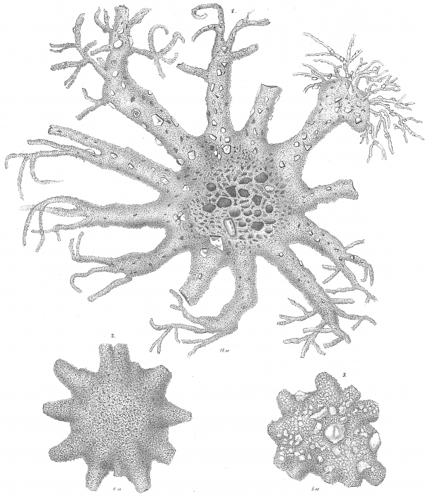 Astrorhiza limicola Astrorhiza limicola