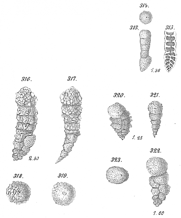 Bigenerina nodosaria Bigenerina nodosaria