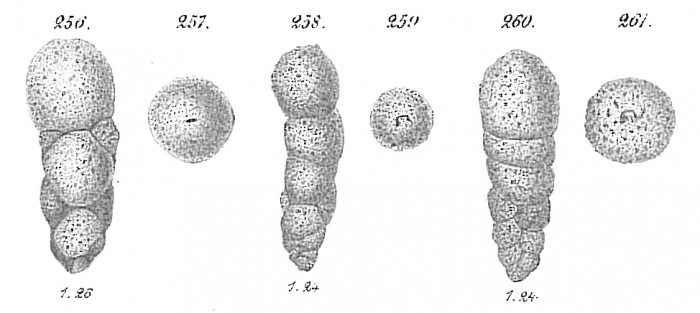 Bigenerina spp. Bigenerina spp.
