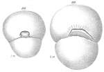 Biloculina abyssorum