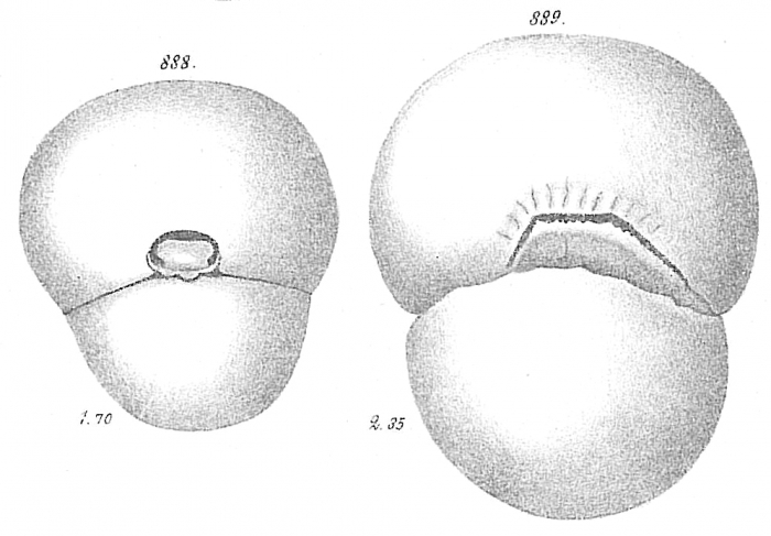 Biloculina abyssorum Biloculina abyssorum