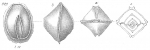 Biloculina quadrangularis