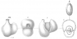 Biloculina saccata