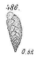 Bolivina dilatata Bolivina dilatata