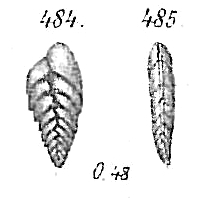 Bolivina dilatata Bolivina dilatata