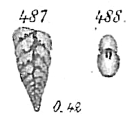 Bolivina plicata Bolivina plicata