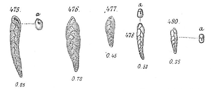 Bolivina punctata Bolivina punctata
