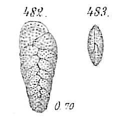 Bolivina spathulata Bolivina spathulata