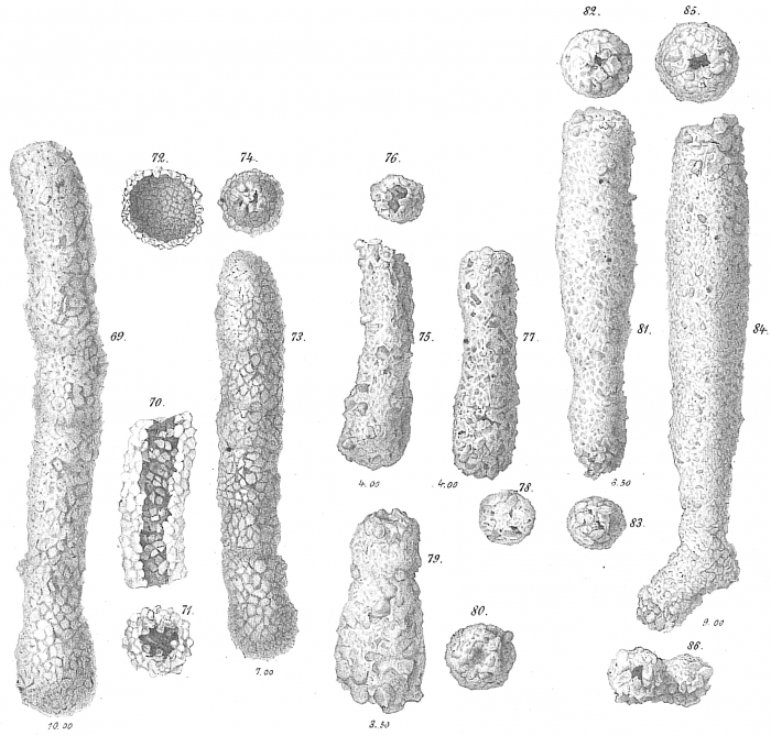 Botellina labyrinthica Botellina labyrinthica
