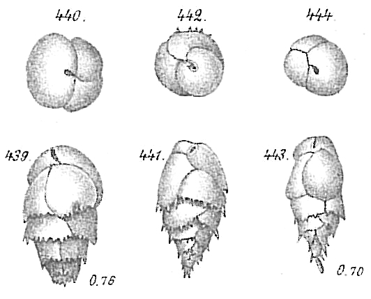Bulimina marginata Bulimina marginata