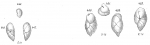 Bulimina subteres