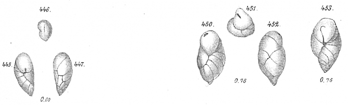 Bulimina subteres Bulimina subteres