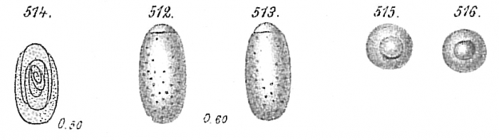 Chilostomella ovoidea Chilostomella ovoidea